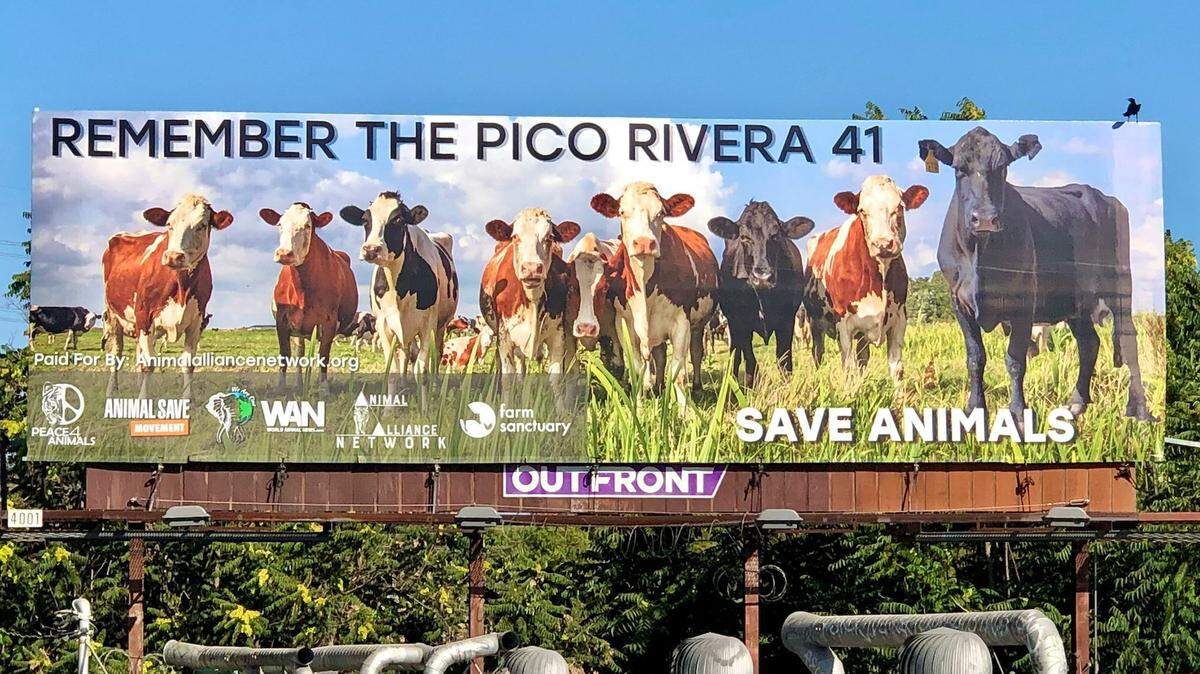 Animal rights groups have erected a billboard honoring 41 cows that escaped from a Pico Rivera, California, slaughterhouse in June.