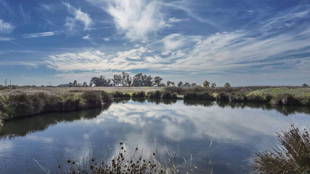 The runoff water from a caviar factory is crucial for helping warm the blood of giant garter snakes in the Natomas Basin Conservancy in Sacramento County. None of the snakes are visible during winter as they are in hibernation.