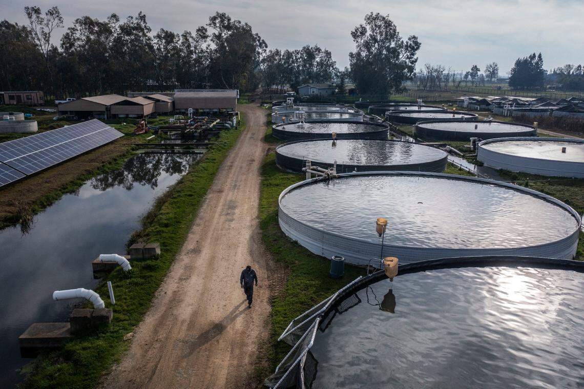Alejandro Torres inspects tanks containing sturgeon at Tsar Nicoulai Caviar’s sturgeon ranch in January. Sturgeon and caviar made up more than 80% of Sacramento County’s $20.2 million aquaculture industry in 2017.