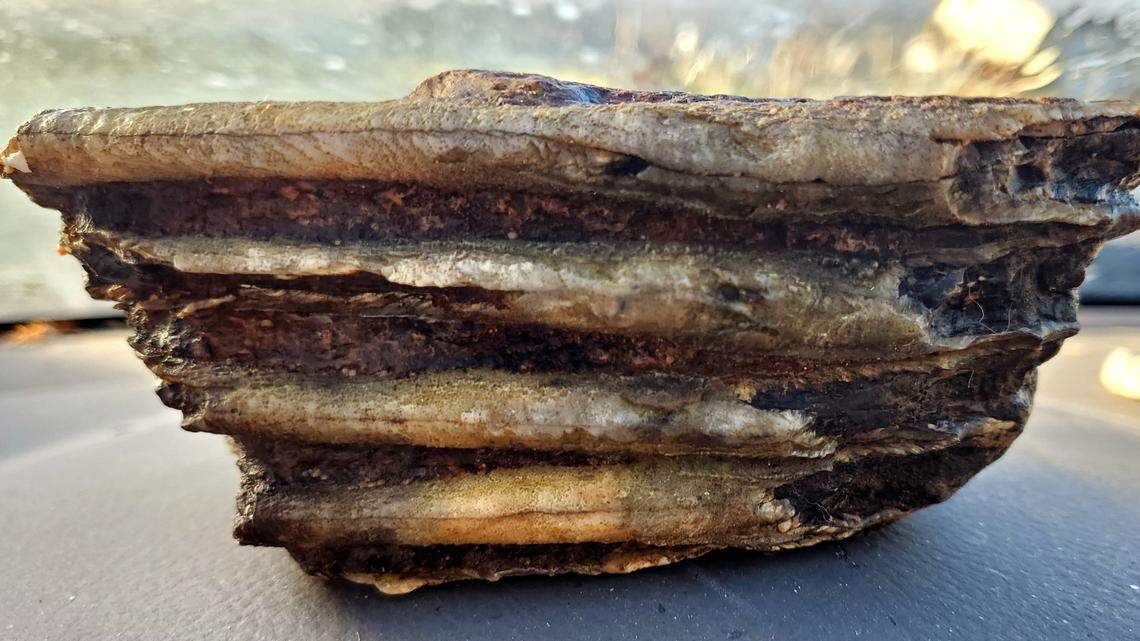 Archaeologist Patrick O’Grady called Jeremiah Longbrake’s discovery “quite a find.”