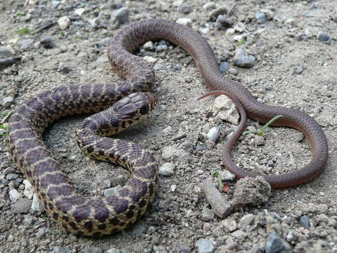California is home to 50 different species of snakes, including the yellow-bellied racer.