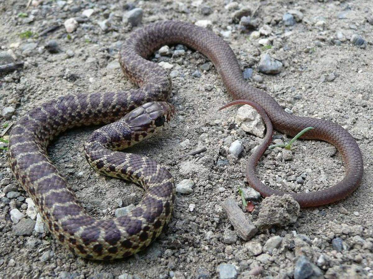 California is home to 50 different species of snakes, including the yellow-bellied racer.