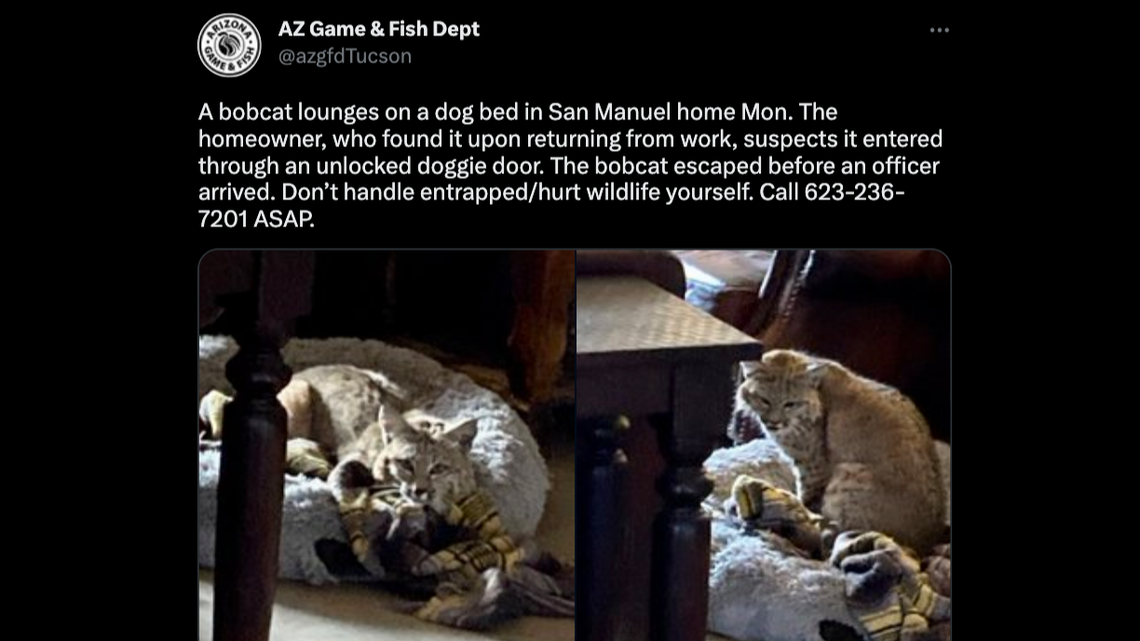 A bobcat was discovered in an Arizona home when the homeowner returned from work, officials say.