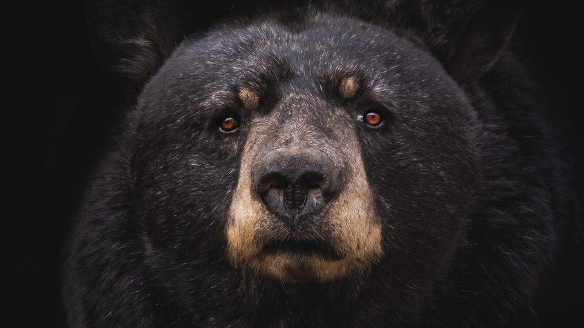 A Monrovia woman discovered a dead bear (not the one pictured) in her California front yard after it was hit by a vehicle overnight, she says.