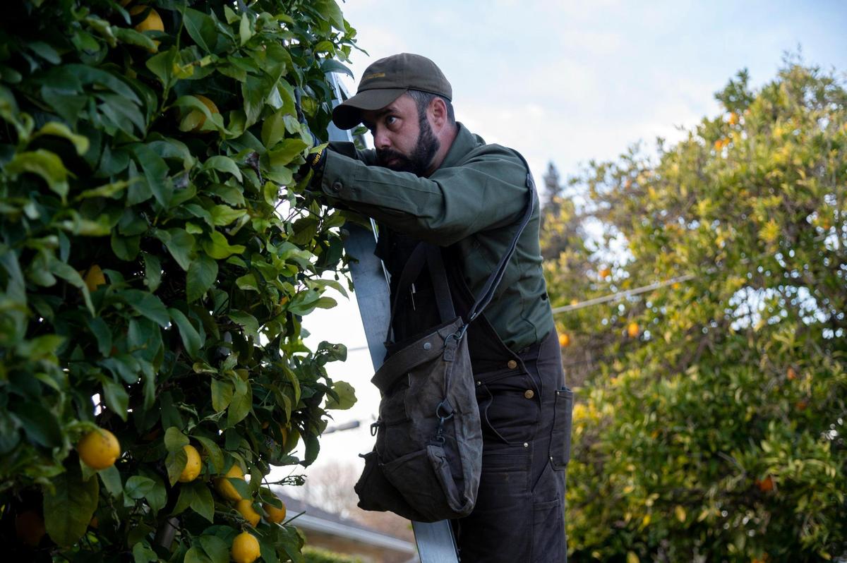 Matthew Ampersand of Community Fruit picks lemons from Mary Quinn’s backyard tree on Tuesday, Jan.18, 2022 in Sacramento. Community Fruit matches good fruit from backyard trees with people fighting food insecurity.