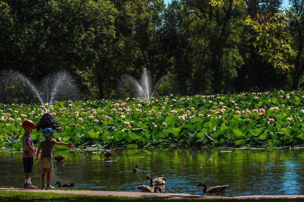 A sea of large lotus plants was blooming at William Land Park in Sacramento in August 2022.