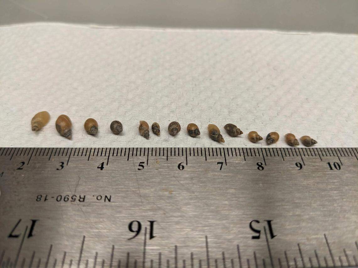 Relative sizes of H. americana host snails. UC Riverside scientists confirmed, for the first time, that the fatal dog parasite is present in California.