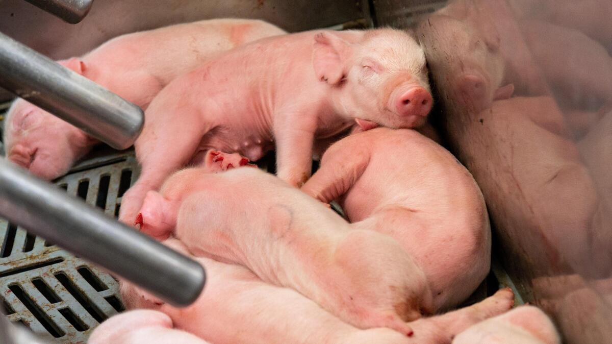Baby pigs sleep near their mother in the farrowing room at the UC Davis Swine Center on Friday, Dec. 13, 2019. A 2018 ballot initiative, Proposition 12, set space requirements for pregnant sows, veal calves and egg-laying hens, and is scheduled to take effect in 2022 for pigs.