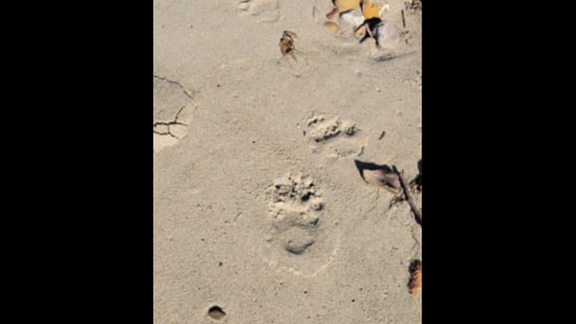 A bear has been taking midnight strolls along a California beach, according to rangers.