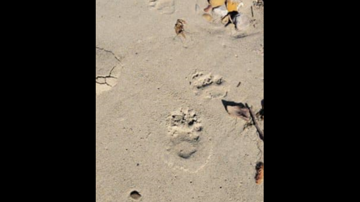 A bear has been taking midnight strolls along a California beach, according to rangers.