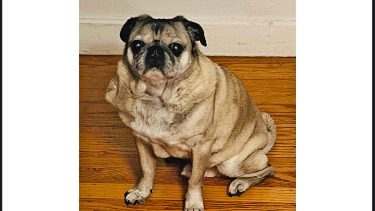 Tatty the pug was last seen Friday in midtown Sacramento and is feared stolen.