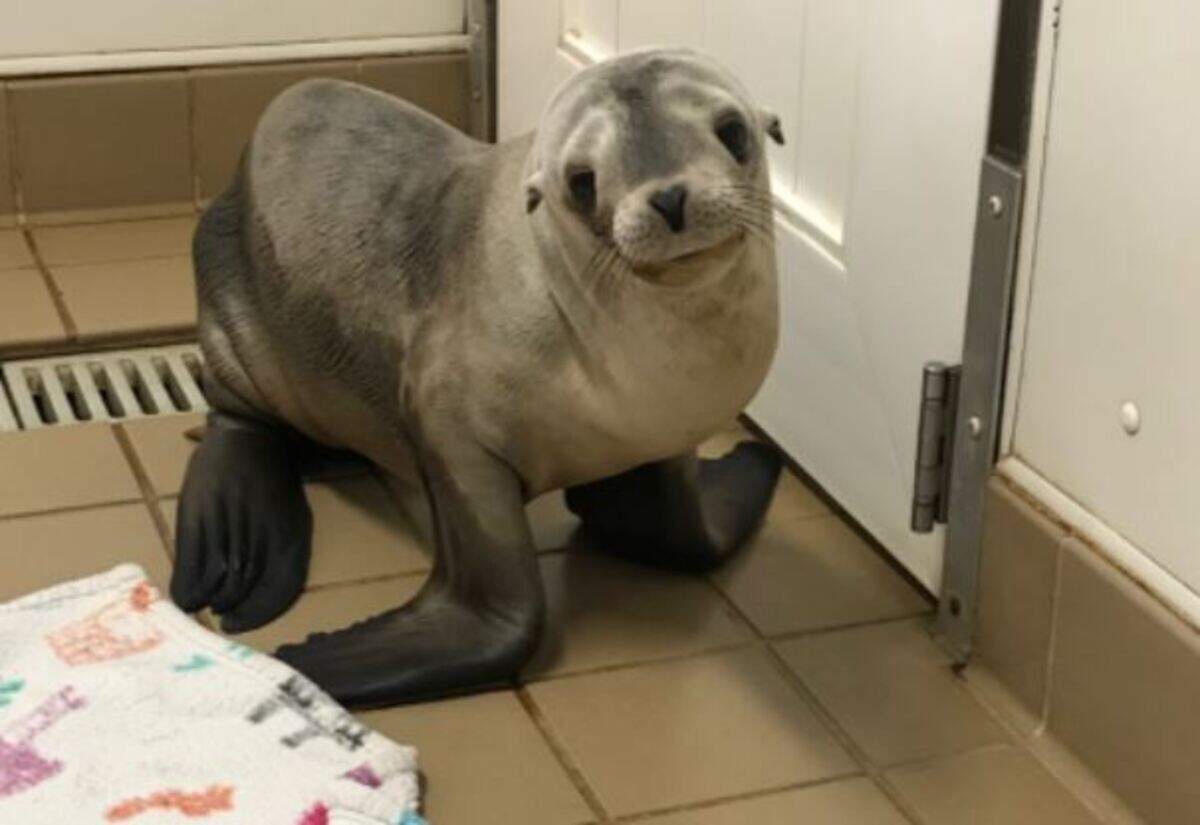 The pup sat on a wall above the South Coast Highway for about 40 minutes before it jumped, police said.