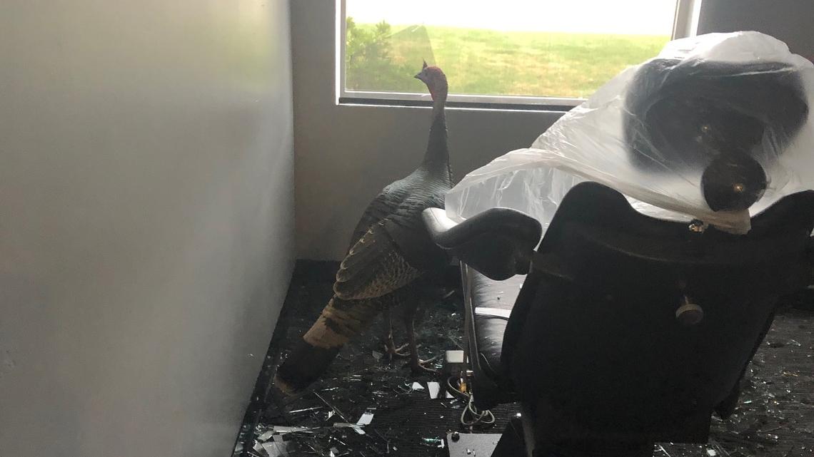A turkey broke in through the window of Gregory Hailey DDS on Greenback Lane in Fair Oaks on Wednesday, March 3, 2021.
