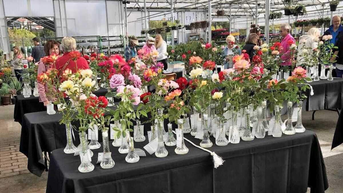Attendees gander at roses during a Sierra Foothills Rose Show in an undated photo. Green Acres Nursery and Supply’s Folsom location is set to host this year’s rose show Saturday, Oct. 15, 2022.