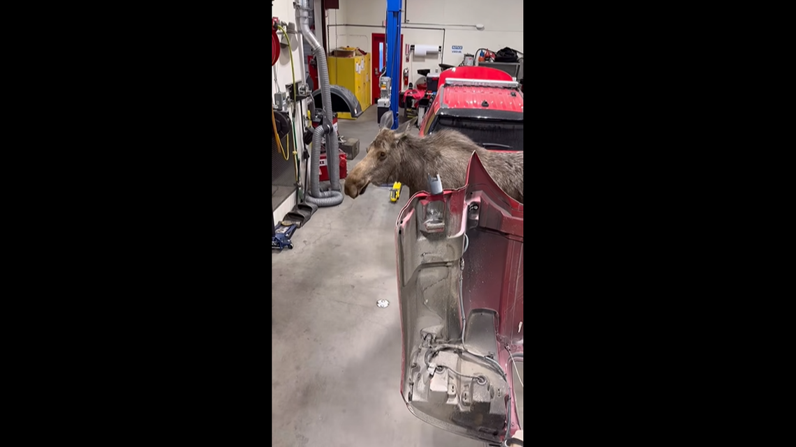 A moose walked through a fire department shop in Alaska.
