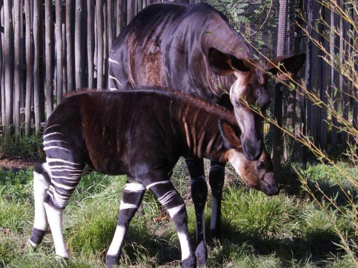 The Sacramento Zoo’s okapi calf explores his habitat as his mother, Kivuli, stands in the background at the Land Park attraction. The calf, the first okapi born at the zoo, is now making regular public appearances following the typical months-long hidden phase after birth.