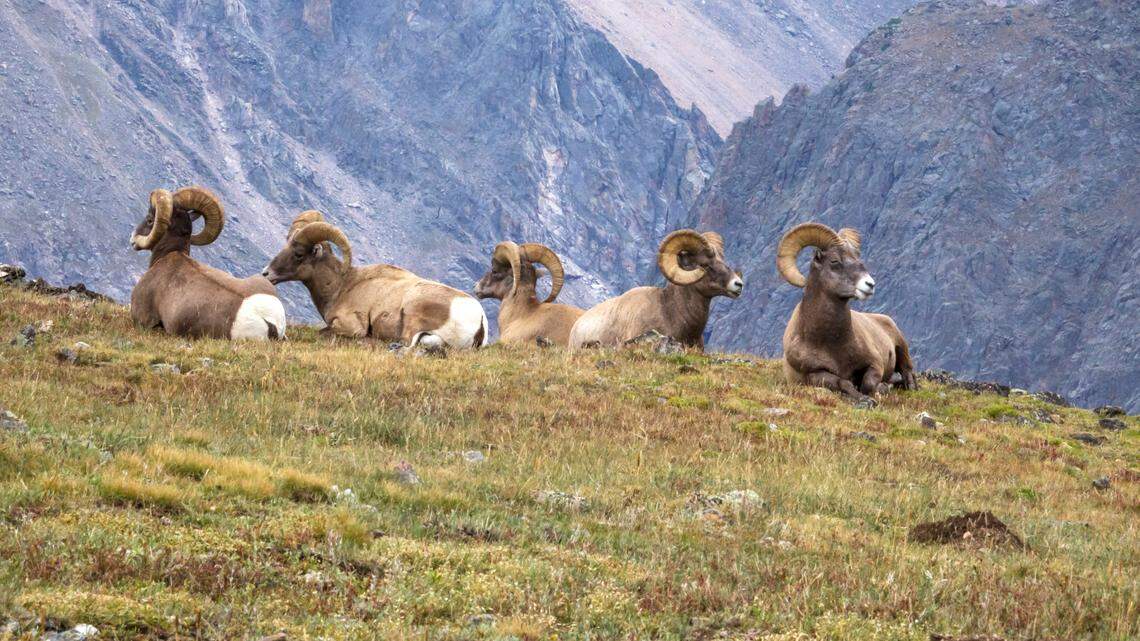 Colorado Parks and Wildlife officials are searching for the person who shot a bighorn ram off Colorado State Highway 141.