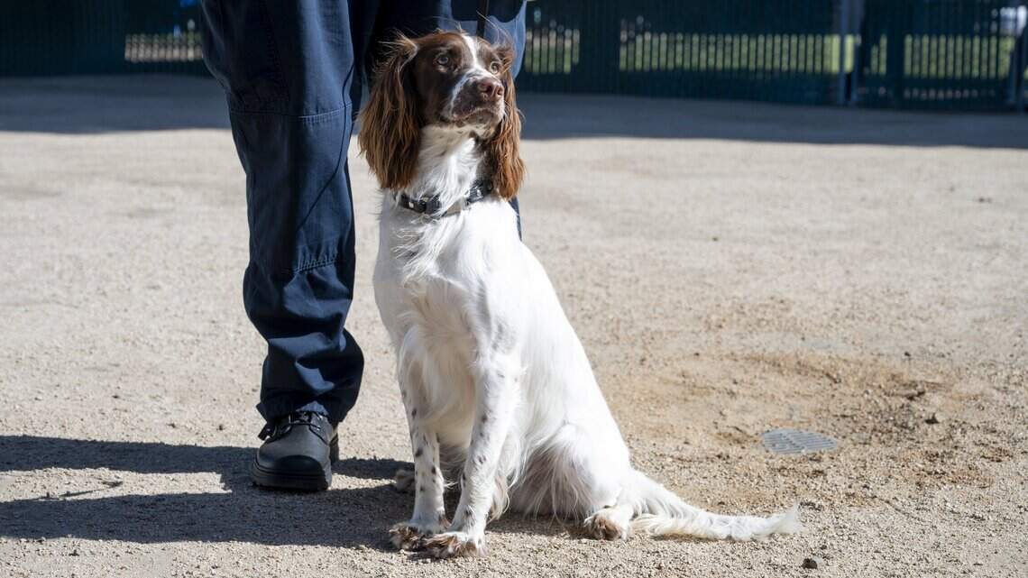 First CHP springer spaniel among new K-9 graduates from California academy