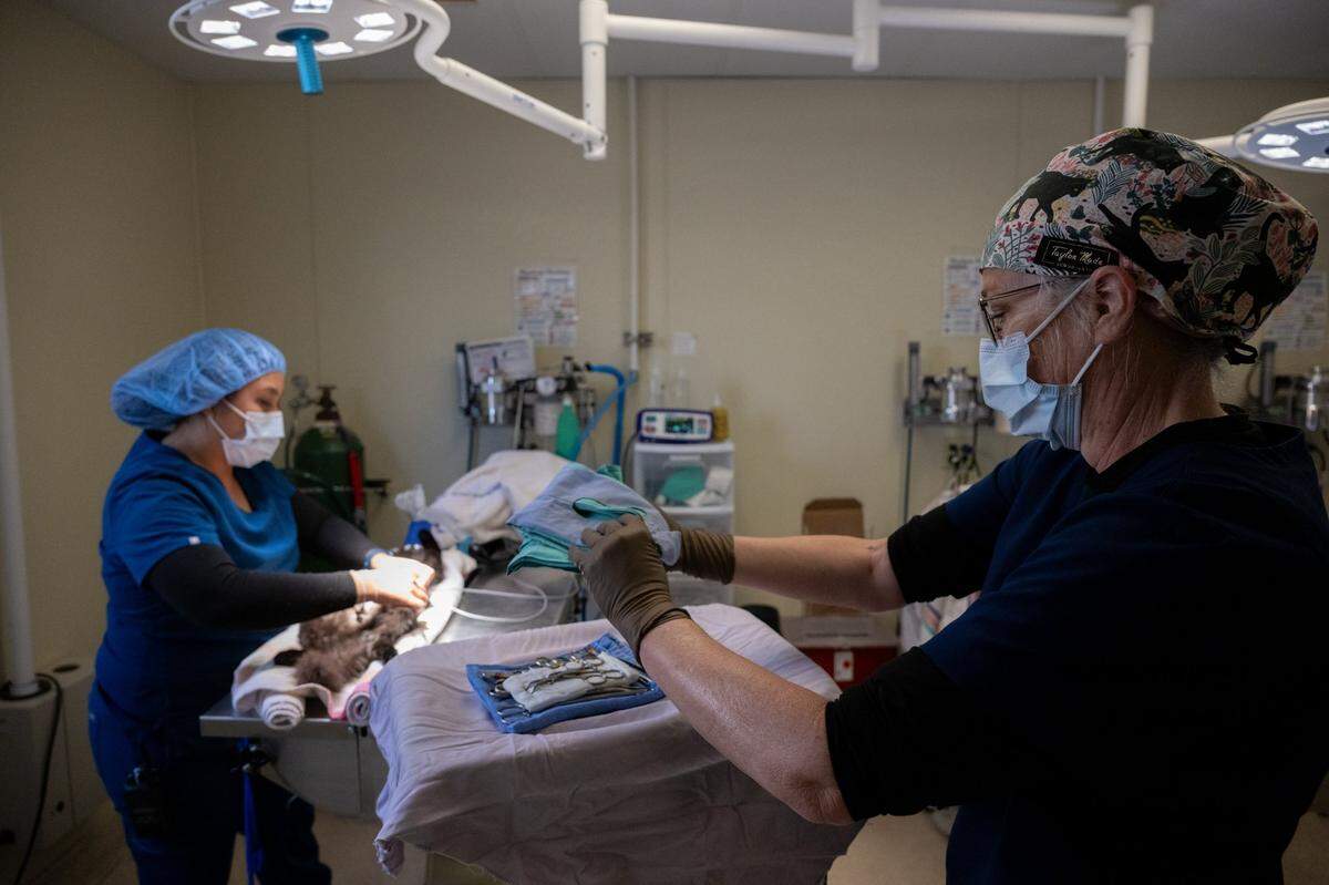 Dr. Victoria Smalley, right, and veterinary technician Jackie Nguyen prepare to spay a cat at the Front Street Animal Shelter in Sacramento on March 11. The surgery rooms and clinic are too small for the staff and the volume of animals that are treated at the facility.