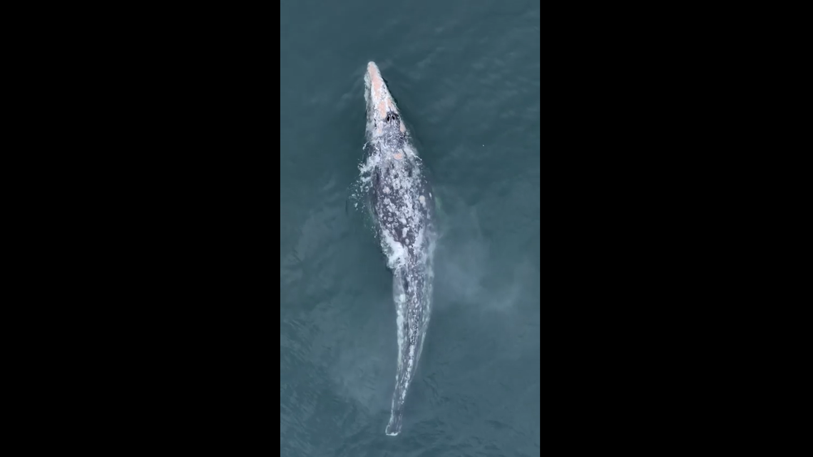 A whale that’s missing its tail.