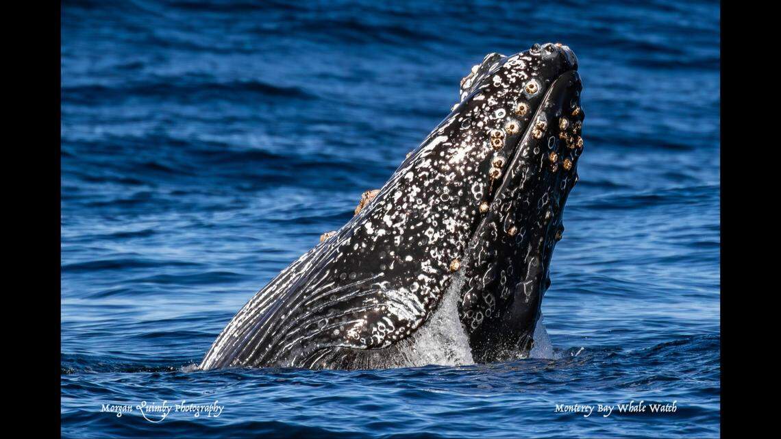 The calf tried observing its surroundings.