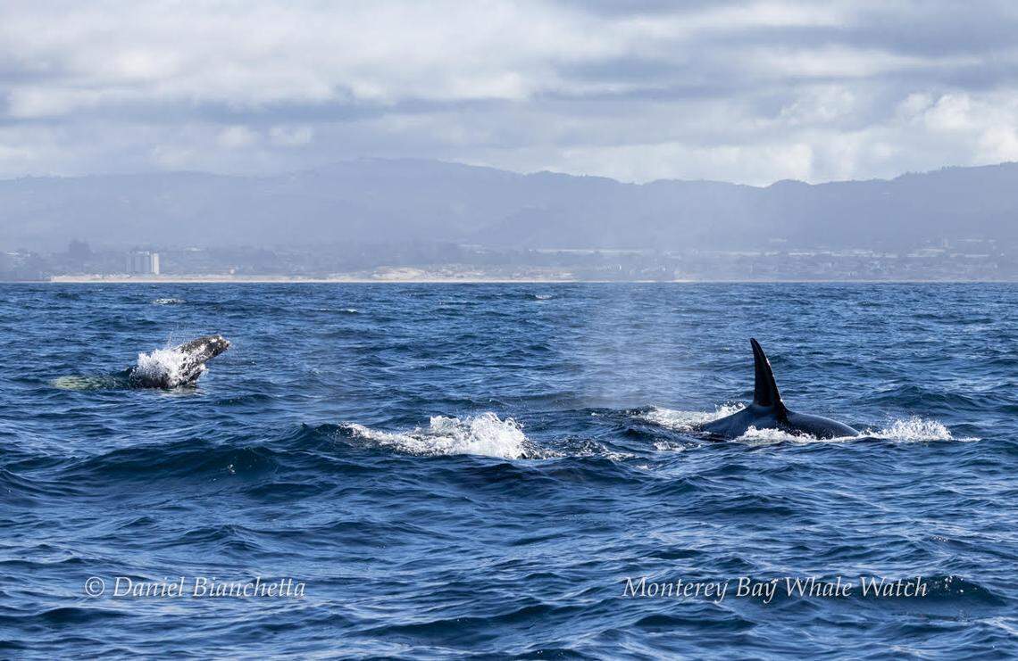 The matriline is made up of mom, Hopper, and her three offspring, including a 1 year old.