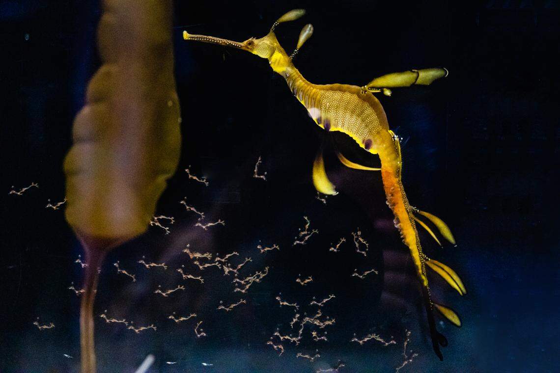 A pregnant male weedy seadragon that carried dozens of eggs and made history at a California aquarium, welcomed more than 70 newborns after there was no guarantee any would hatch.