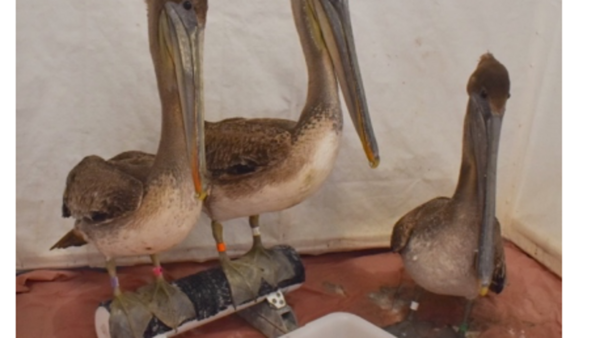 Wildlife centers have been dealing with the influx of brown pelicans that are sick, injured or starving.