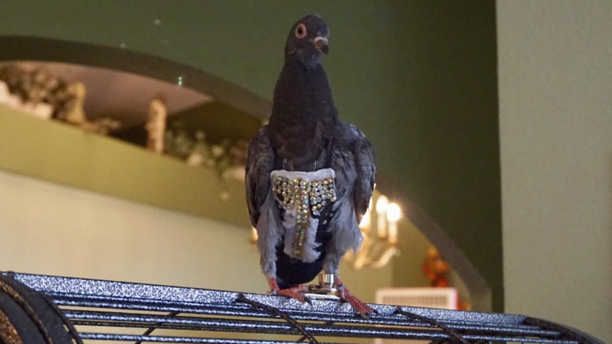 Apigeon wearing a bedazzled vest in Peoria, Ariz. The vest-clad pigeon was found on the street and brought to a bird rescue center, which is trying to find its owner. A bird rescue center in Peoria is trying to find the owner of one colorfully dressed pigeon.
