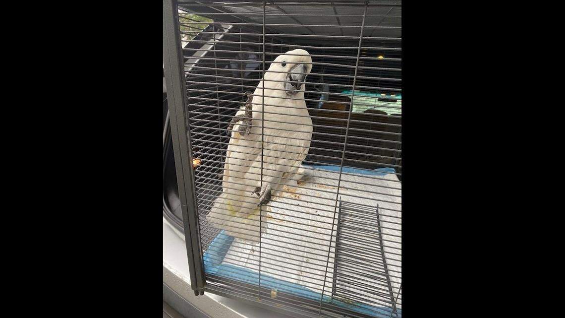 A man accused of stealing a cockatoo from a Ventura County aviary has been arrested, California sheriff’s officials say.
