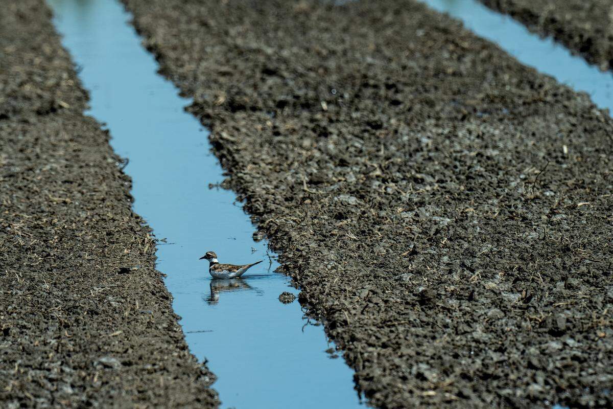 A killdeer navigates a flooded field at Butte Creek Farms in Colusa County in August. Farmers have partnered with The Nature Conservancy to restore habitat for migratory birds passing through the state.