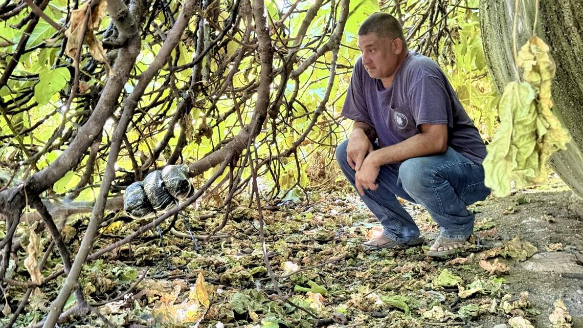 One Northern California family aims to fight food insecurity with an unlikely fruit