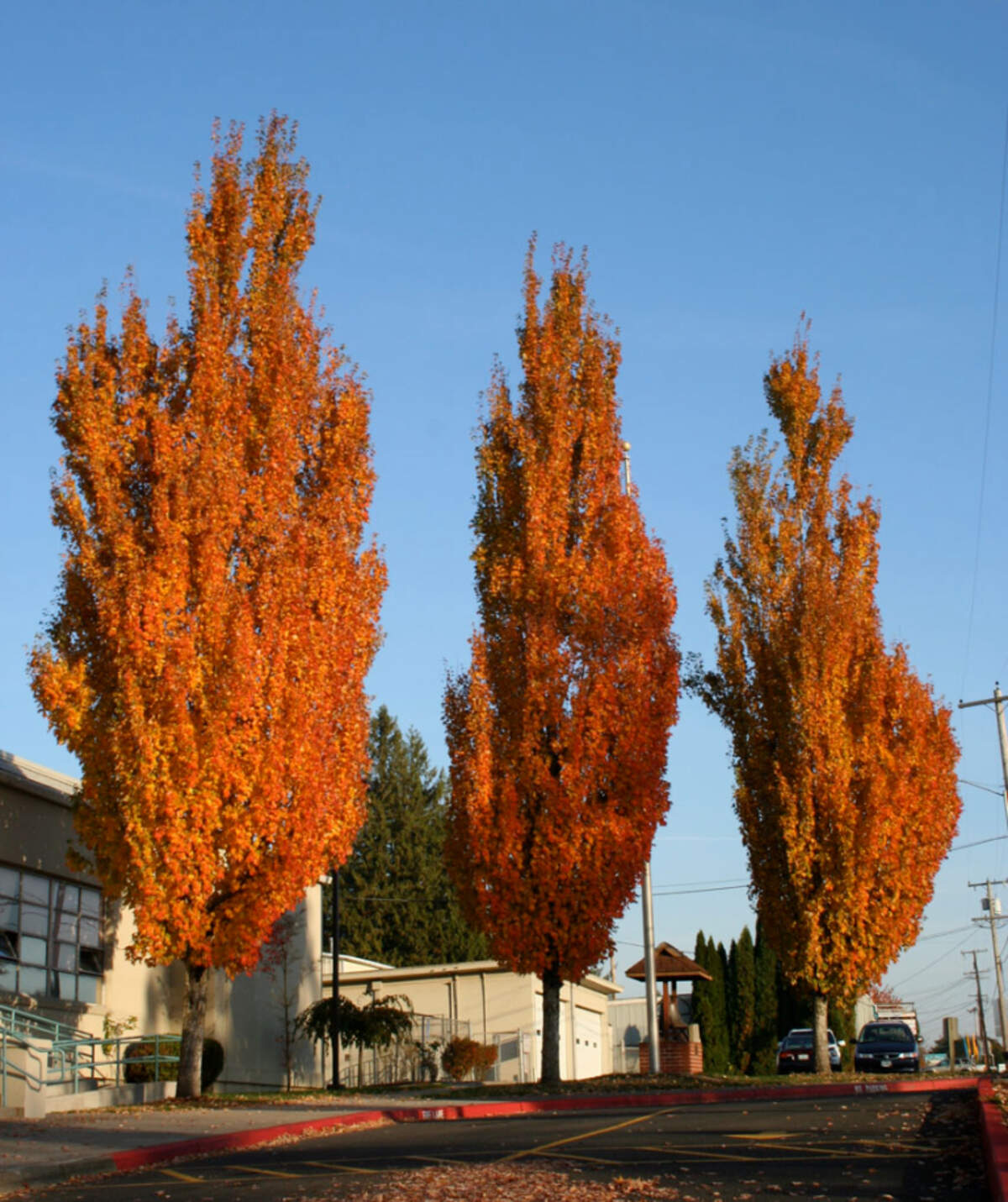 Columnar red maple tree