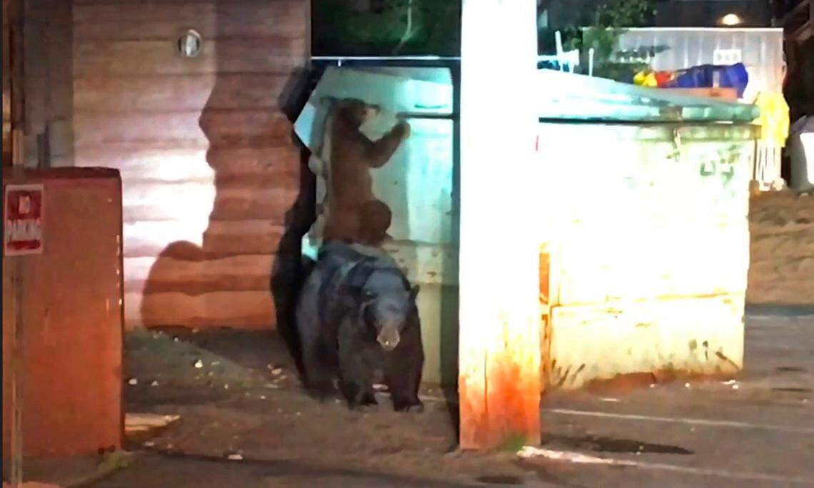 A bear cub and its mother attempt to enter a trash container outside a motel in Kings Beach, on the north shore of Lake Tahoe in 2019. The cub became trapped in the container, and was rescued after Placer County Sheriff’s Deputies opened the container with a pole and put a ladder inside, allowing the bear to scamper out and rejoin its family.