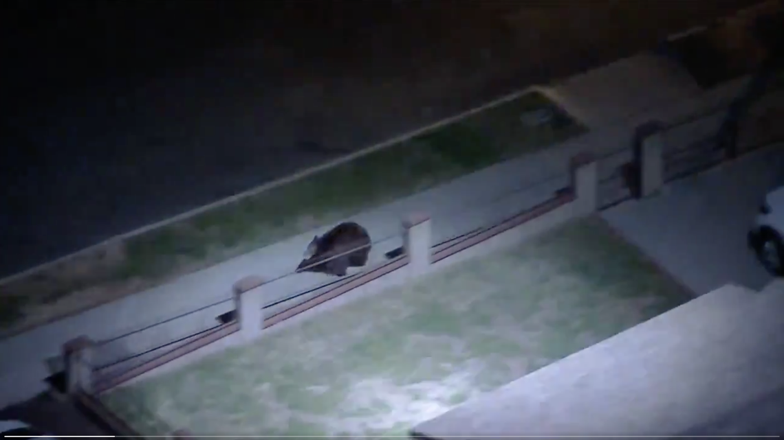 A bear was filmed wandering Eagle Rock in California on Tuesday and Los Angeles County animal control officers responded to the incident but haven’t caught it.