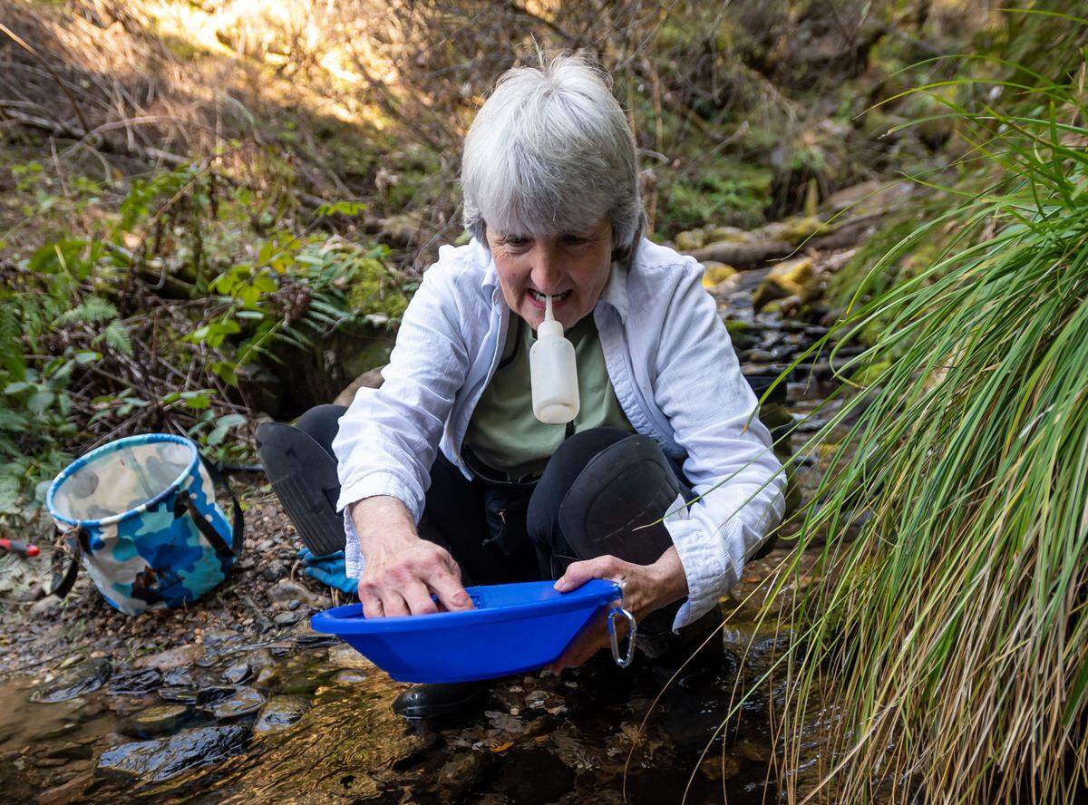 Deb Horner, of Loomis, pans for gold Saturday in a creek at an undisclosed location in Placer County. “I needed something to do after my husband passed away in 2012,” she said. “I really love the River City Prospectors, they have a really great group of leaders – I always look forward to going to that meeting on Tuesday,” she added. The club has a mining claim at the location where she is panning.