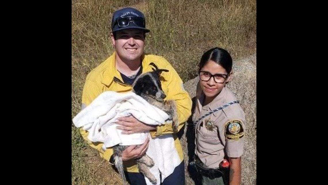 The dog was freed from the boulders after more than an hour, the county said. 