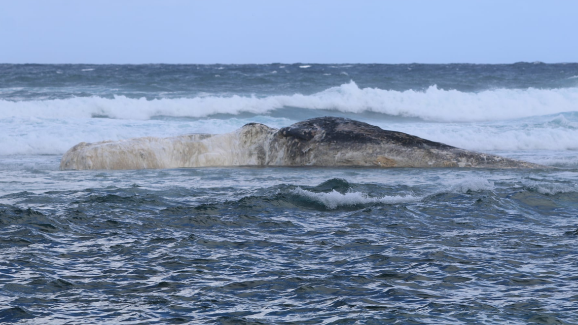 A massive dead sperm whale washed up near Hawaii’s Pilaa Beach, prompting fears that a tiger shark feeding frenzy will follow.