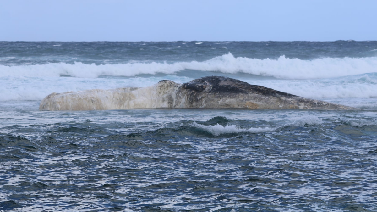 A massive dead sperm whale washed up near Hawaii’s Pilaa Beach, prompting fears that a tiger shark feeding frenzy will follow.