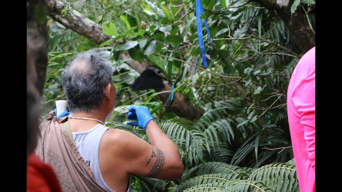 A rare Hawaiian snail species recently was released into the forest – a first for the species after more than three decades in captivity, officials said.