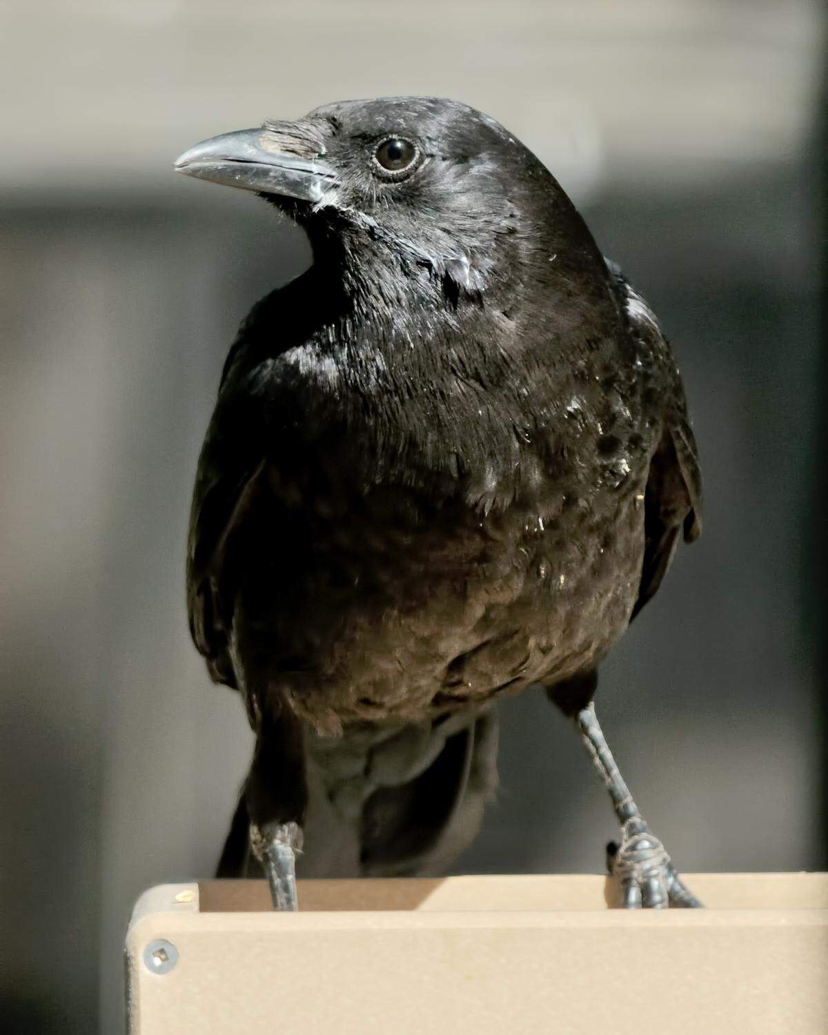 American crow. 