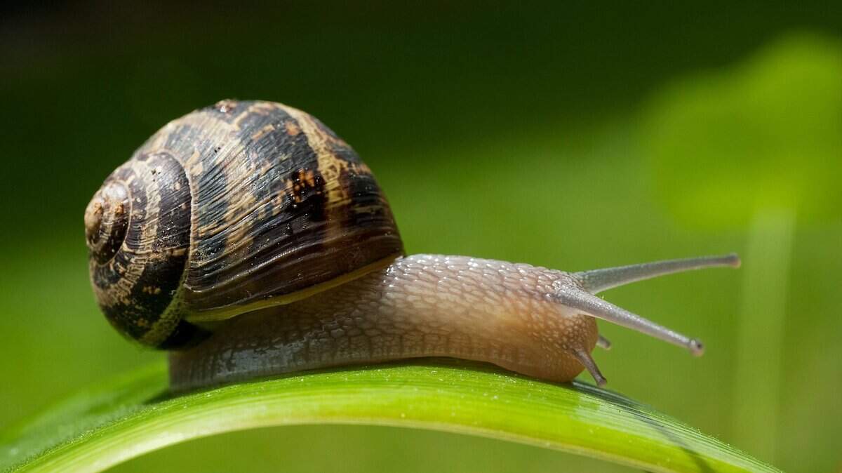 Watch out for snails in the April garden. They may move slow, but they eat fast.