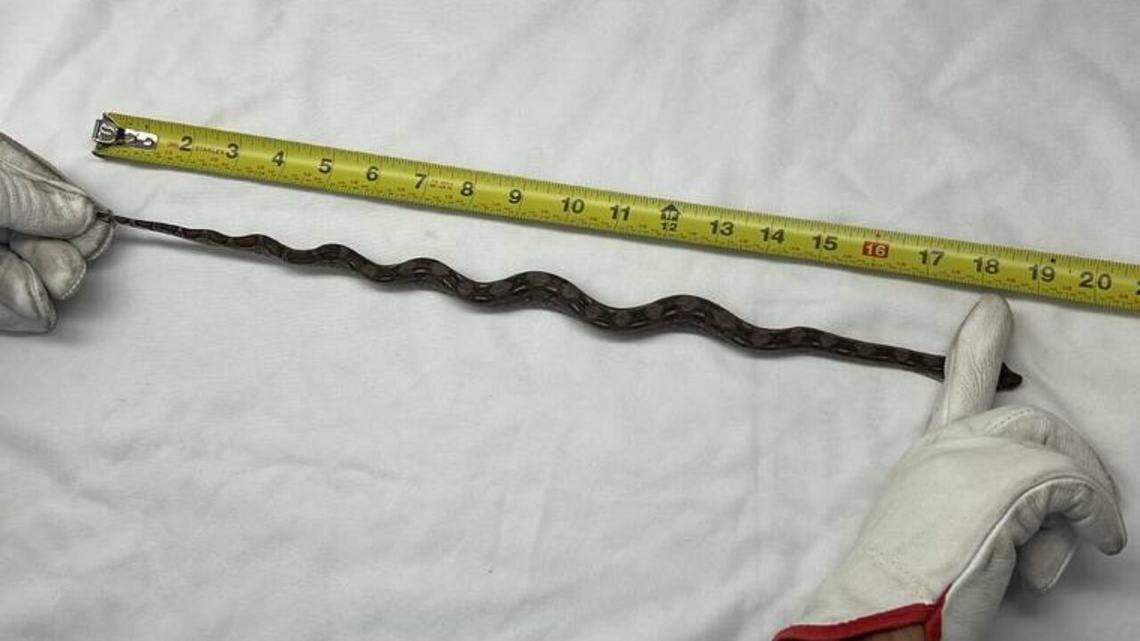 A slithery stowaway was found hanging out on the deck of a cargo ship headed to Hawaii, officials said.&nbsp;