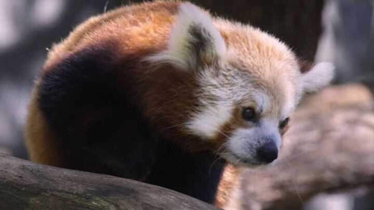 Pili, a red panda who arrived at the Sacramento Zoo in 2012, lived her final months in the outdoor holding yard behind the red panda habitat, zoo officials said. Pili was euthanized Friday, Jan. 16, 2026, at age 14.