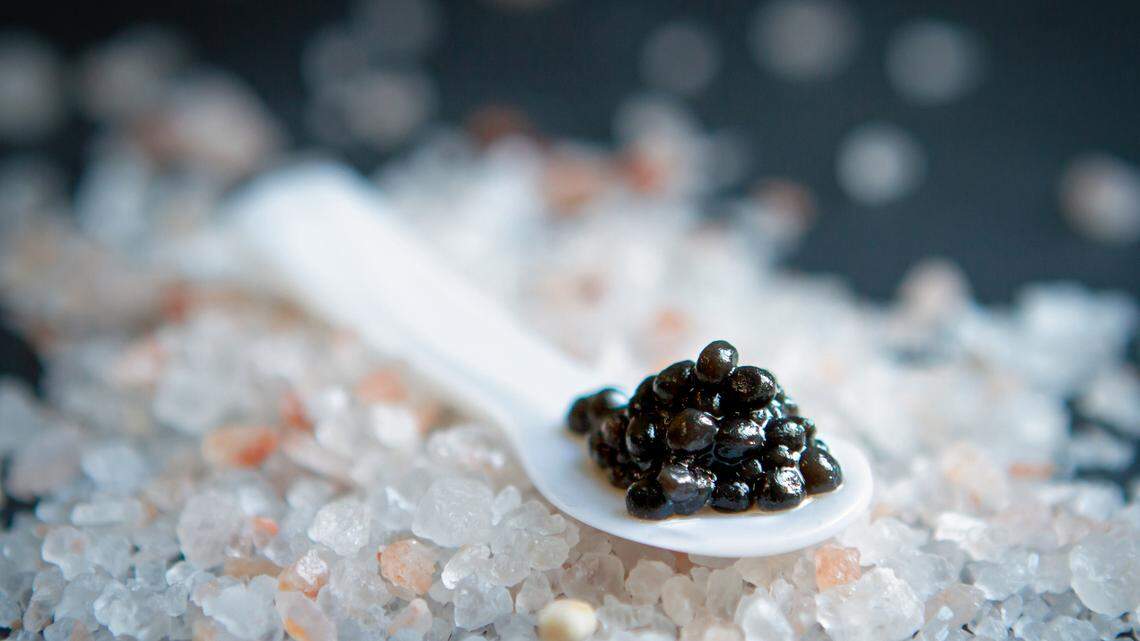 Optimized Foods, a UC Davis-affiliated start-up, is trying to take the next step with cultured caviar, otherwise known as lab-grown caviar. The tiny black pearls’ appearance and texture are nearly indiscernible from farmed sturgeon eggs.