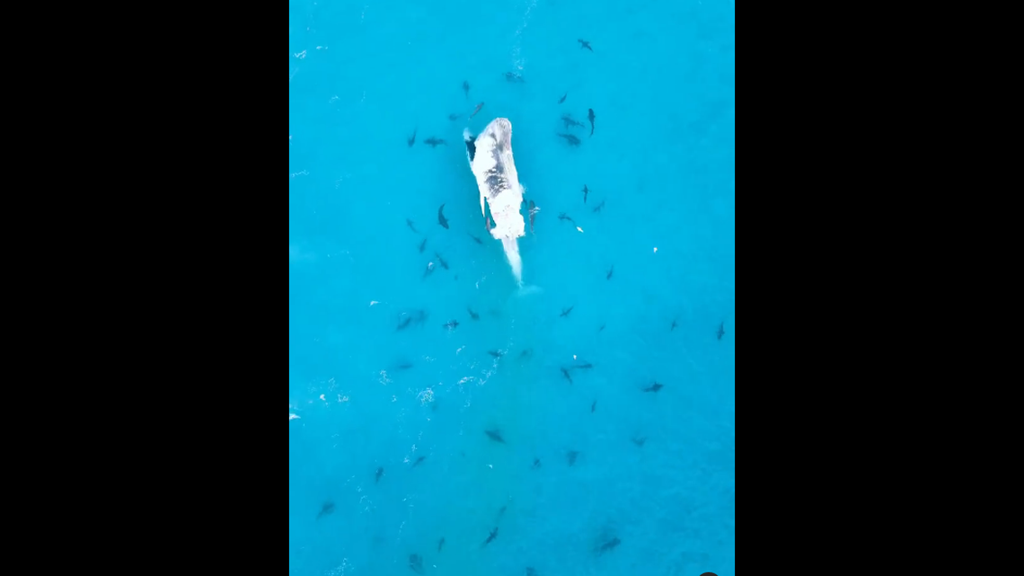 The sight of a dead whale floating off one of Australia’s popular beaches was made even more unsettling by video showing dozens of hungry sharks were circling the carcass just out of view.