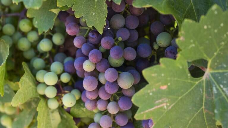 California lost 8% of its vineyards in the last year, new data shows