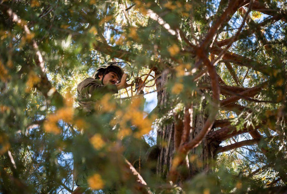 Climber Alex Lemnah, 29, collects seeds from incense cedar pine cones on Oct. 12. An arborist and former firefighter, he grew up in the tree-felling business and plays in a band called Lumbercat.