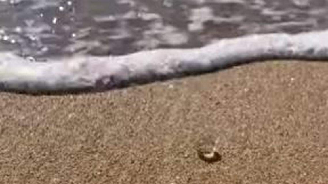 Thousands of sea gooseberries, a type of comb jelly, wash up on Southern California beaches, confusing some visitors.