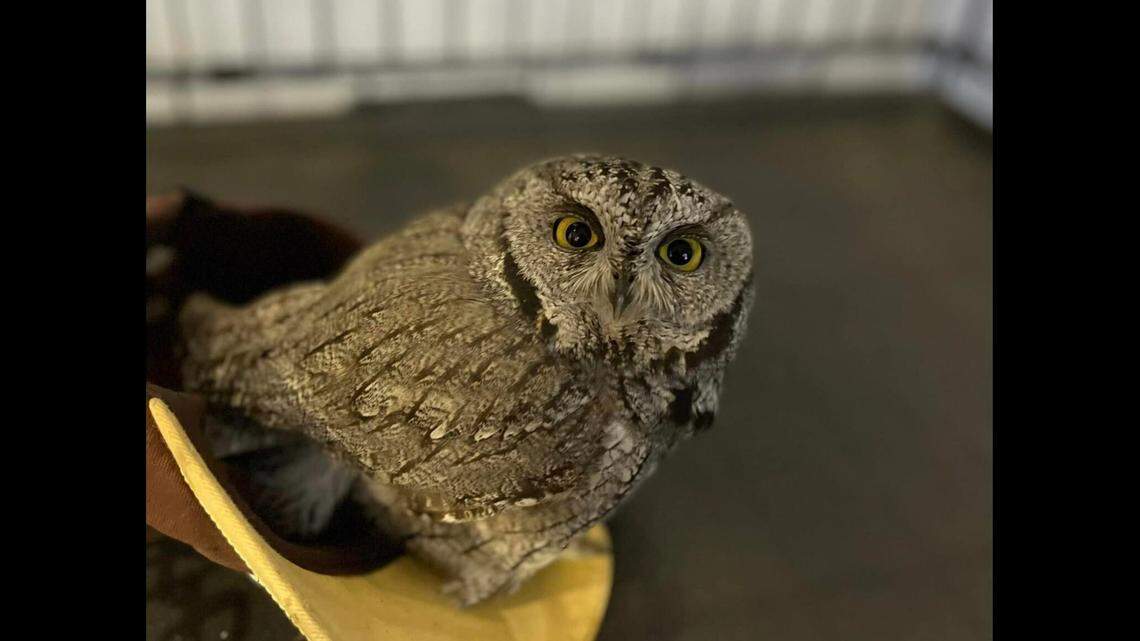 A man accused of driving high on meth was caught with an owl he purchased illegally from an Arizona gas station for $100, police said.